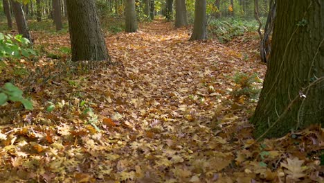 Ein-Schmaler-Pfad-Zwischen-Den-Bäumen-Im-Wald,-Der-Mit-Herbstlaub-Bedeckt-Ist