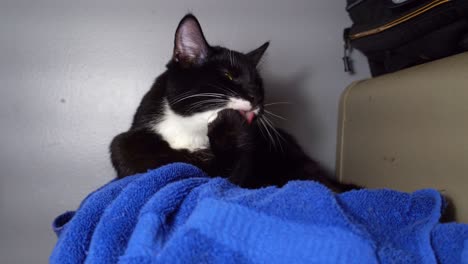 Black-and-white-cat-cleaning-itself-on-a-blue-towel