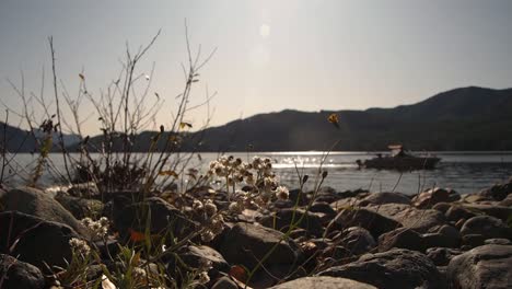 Sun-flares-on-lake-shimmering-waves-with-mountains-in-background-and-boat-moving-through-shot-with-close-up-of-small-flowers