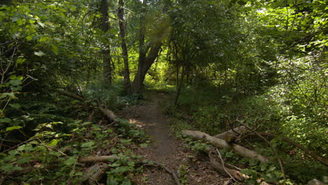POV-shot-following-a-hiking-trail-footpath-walk-through-a-forest-in-summer