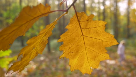 Ein-Baumzweig-Mit-Gelben-Herbstblättern,-Die-Sich-Im-Wind-Im-Wald-Wiegen