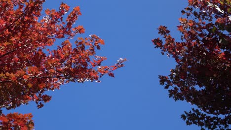 Bunte-Bäume,-Die-Heftig-Im-Wind-Zittern,-Mit-Abfliegenden-Blättern