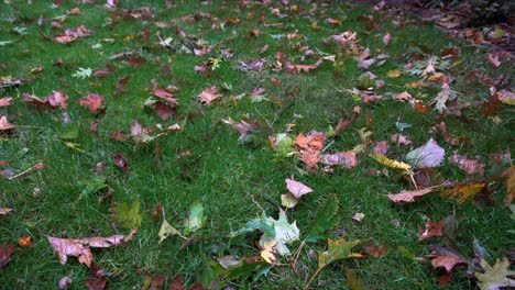 Slow-forward-track-of-freshly-fallen-leaves-on-a-verdant-green-lawn