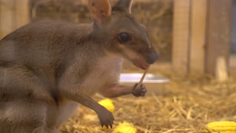Wallaby-or-Mini-Kangaroo-in-farm