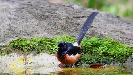 White-rumped-Shama-bathing-in-the-forest-during-a-hot-day,-Copsychus-malabaricus,-in-Slow-Motion