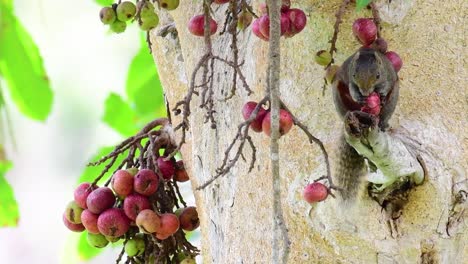Pallas's-Squirrel-or-the-Red-bellied-Tree-Squirrel-found-eating-a-fruit-on-a-branch-of-a-fruiting-tree,-Callosciurus-erythraeus