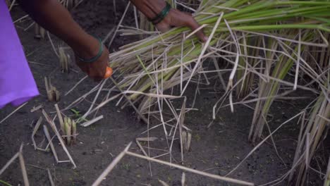 Mujeres-En-Maharashtra-Cortando-Cultivos-Usando-Herramientas-Manuales