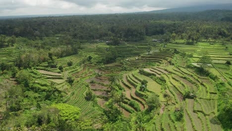 Luftaufnahme-Von-Reisfeldterrassen-Und-Tropischer-Regenwaldlandschaft-Auf-Der-Insel-Bali,-Indonesien
