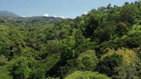 Tropische-Dschungel-Kinoantenne