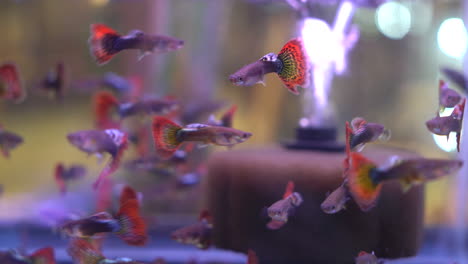 Guppy-Oder-Millionen-Fische-Im-Aquarium