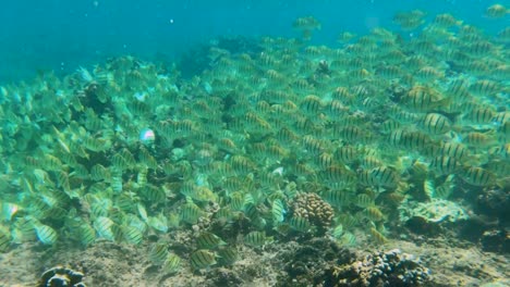 Large-school-of-Convict-Tangs-swim-along-coral-reef-towards-deep-water