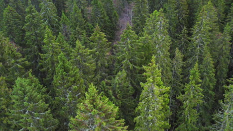 Drone-footage-of-slowly-forwarding-inspection-of-tall-and-healthy-spruce-forest
