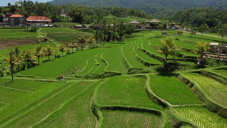 Filmische-Luftaufnahme-Von-Reisfeldterrassen-Im-Landesinneren-Der-Insel-Bali,-Traditionelle-Landwirtschaft-In-Südostasien