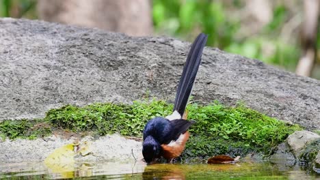 White-rumped-Shama-bathing-in-the-forest-during-a-hot-day,-Copsychus-malabaricus,-in-Slow-Motion
