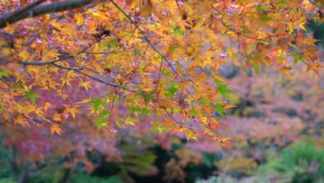 red-maple-in-autumn-season