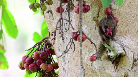 La-Ardilla-De-Pallas-O-La-Ardilla-Arborícola-De-Vientre-Rojo-Encontrada-Comiendo-Una-Fruta-En-Una-Rama-De-Un-árbol-Fructífero,-Callosciurus-Erythraeus
