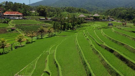 Rice-Terrace-Fields-on-Bali-Island-Countryside,-Indonesia
