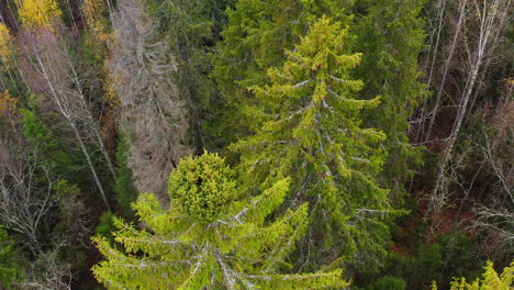 Aerial-footage-of-a-witch´s-broom-deformed-spruce-treetop