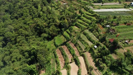 Traditional-Asian-Rice-Terrace-Fields-And-Tropical-Rainforest-on-Inland-of-Bali-Island-Indonesia,-Aerial