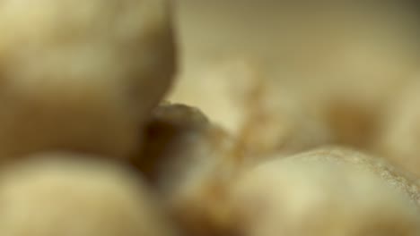 Isolated-animal-food-filling-the-frame-rack-focus-extreme-macro-in-detail