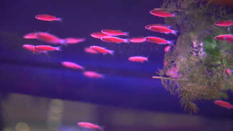 neon-fish-in-fish-tank