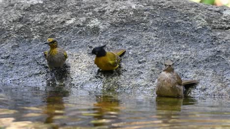 Black-crested-Bulbuls,Streaked-eared-Bulbul,Stripe-throated-Bulbul,-bathing-in-the-forest-during-a-hot-day,-Pycnonotus-flaviventris,Pycnonotus-conradi,Pycnonotus-finlaysoni,-in-Slow-Motion