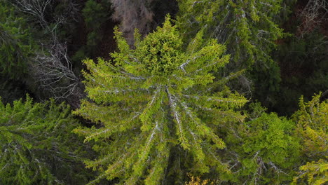 Drone-video-of-a-spruce-broom-rust-infected-tall-spruce-tree