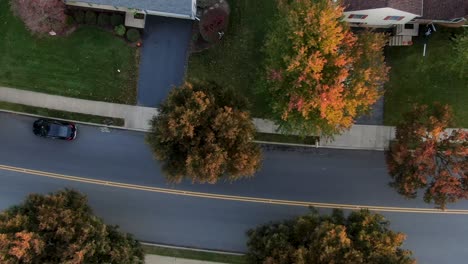 Aerial-top-down-truck-shot-reveals-street,-road-yellow-line,-tree-tops-in-autumn-fall-evening