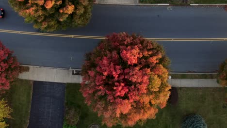 Top-down-aerial-drone-shot,-residential-street-during-evening-commute,-beautiful-fall-foliage-in-autumn,-colorful-trees,-locus,-maple