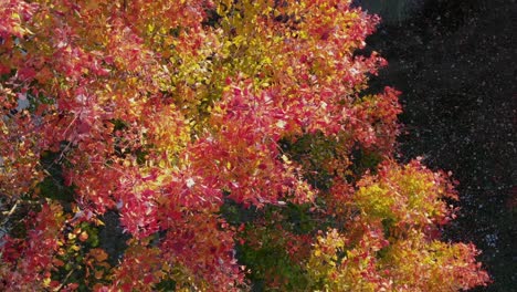 Top-down-rotating-aerial-drone-shot-of-sugar-maple-colorful-fall-leaves-in-autumn,-red,-yellow,-orange