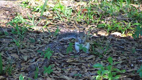 Squirrel-eating,-looking-straight-into-the-camera,-on-leafy-ground-with-sunlight-shining-in-the-background