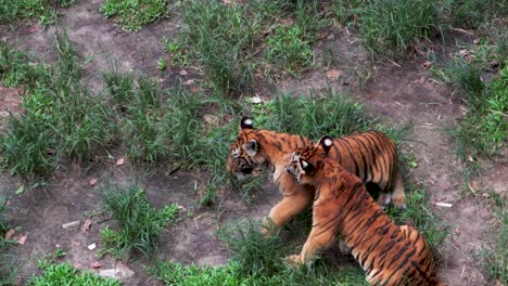 Tigerbabys,-Die-Zusammen-Im-Gras-Ringen