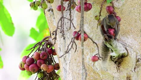 Pallas's-Squirrel-or-the-Red-bellied-Tree-Squirrel-found-eating-a-fruit-on-a-branch-of-a-fruiting-tree,-Callosciurus-erythraeus
