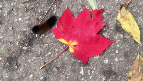 Woolly-Bear-Caterpillar-and-the-Red-Maple-Leaf