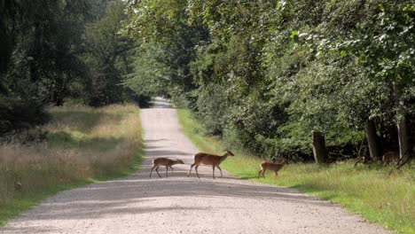 Deer-crossing-wide-route-in-forest