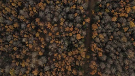 Aerial-Drone-Shot-of-Beautiful-Golden-Autumn-On-a-Sunny-Day-in-Latvia