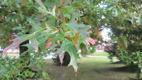Oak-leaves-blowing-in-the-wind