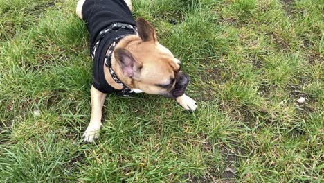 Eine-Müde-Französische-Bulldogge-Liegt-Auf-Dem-Gras-Und-Atmet-Schwer-Mit-Herausgestreckter-Zunge