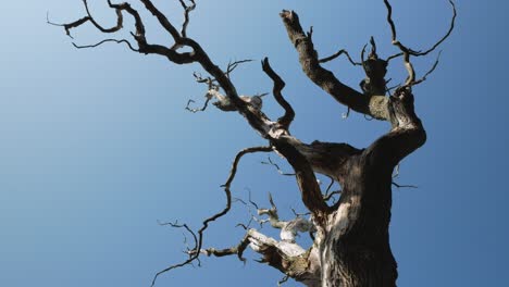 Old-and-dying-tree-against-blue-sky,-low-angle