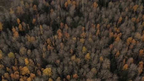 Wonderful-View-of-Bright-Multi-colored-Trees,-Green,-Orange-of-Golden-Autumn-in-Latvia---Aerial-Shot