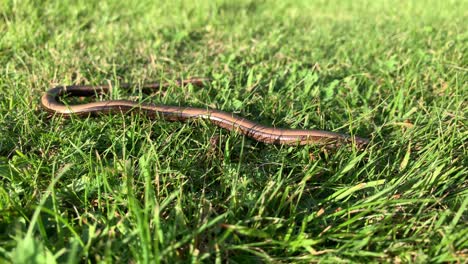 A-Small-Brown-Snake-With-Black-Stripes-Crawling-On-The-Grass-Of-Latvia---Close-Up-Shot
