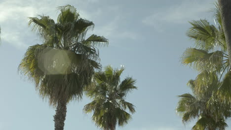 Kalifornische-Palmen-An-Einem-Sonnigen-Tag
