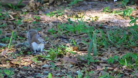 Squirrel-eating-on-leafy-ground,-with-sunlight-filtering-through-the-trees