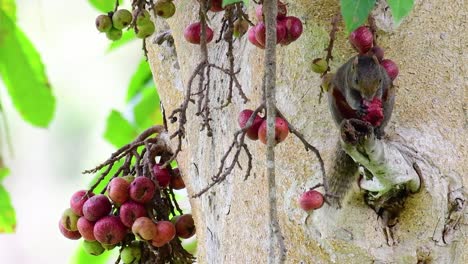 Pallas-Eichhörnchen-Oder-Das-Rotbauchhörnchen,-Das-Beim-Essen-Einer-Frucht-Auf-Einem-Ast-Eines-Fruchtbaums,-Callosciurus-Erythraeus,-Gefunden-Wurde