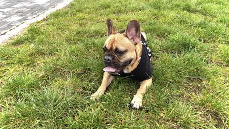 A-tired-French-bulldog-lies-on-the-grass,-has-a-pointed-tongue-and-breathes-deeply