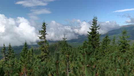 A-Gorgeous-Wide-View-of-Tall-Pine-Trees-With-Cloudy-Blue-Sky-in-the-High-Tatras-Mountain-in-Slovakia---Aerial-shot