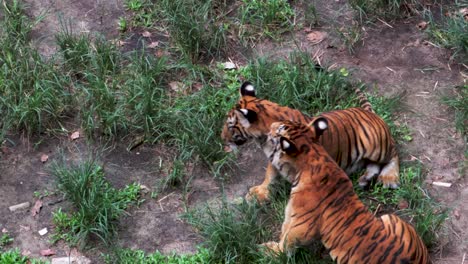 Tiger-cubs-wrestling-together-in-the-grass