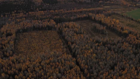 Schöne-Luftaufnahme-Des-Bunten-Goldenen-Herbstes-An-Einem-Hellen-Sonnigen-Tag-In-Lettland---Luftaufnahme