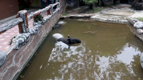 Ein-Tapir,-Der-In-Einem-Teich-In-Einem-Zoo-Sitzt