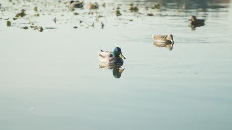 Zoom-in-of-Mallard-Ducks-Swimming-in-a-Lake-in-4K-Slow-Motion